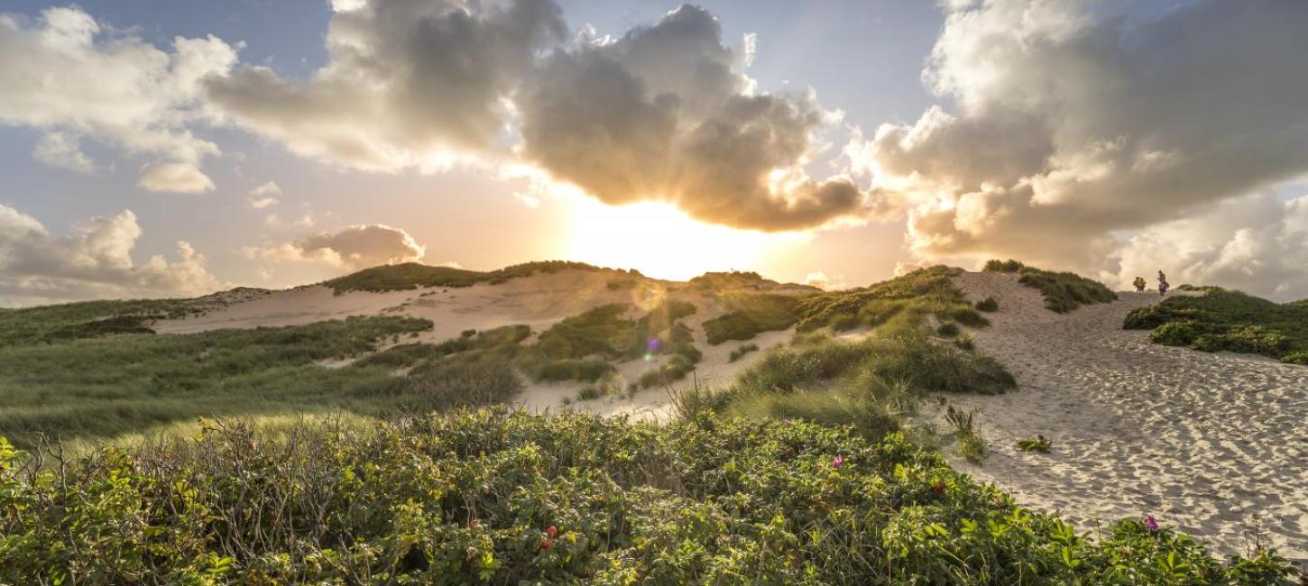 Efterår i klitterne ved vesterhavet