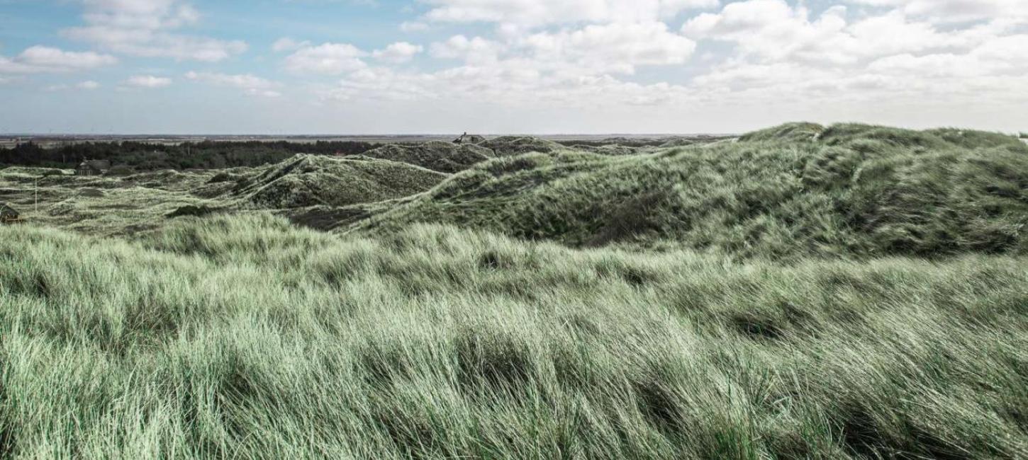 Dunes by the North Sea