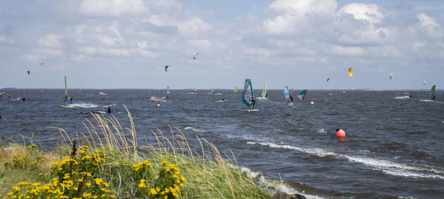 Mange ude og Windsurfe i Ringkøbing Fjord en sommerdag