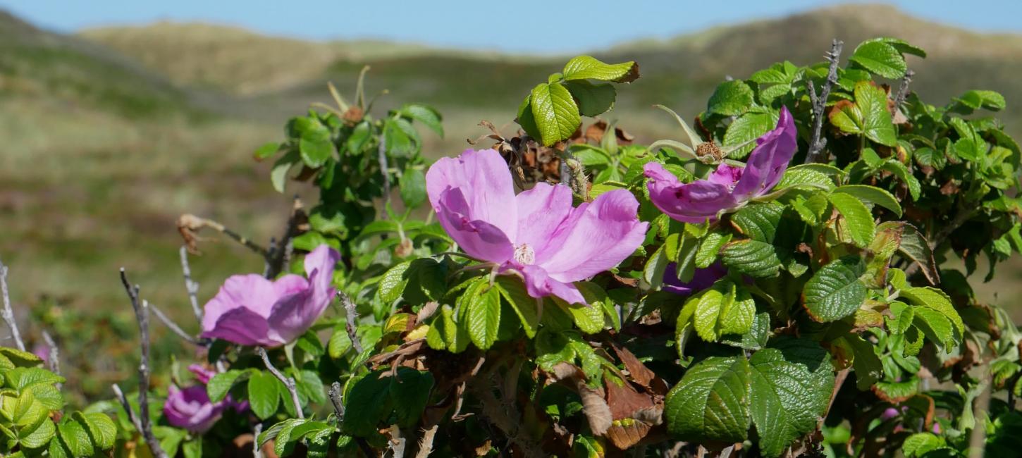 Hybenrose med klitterne i baggrunden