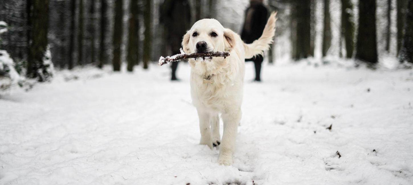 En hund løber i en hundeskov